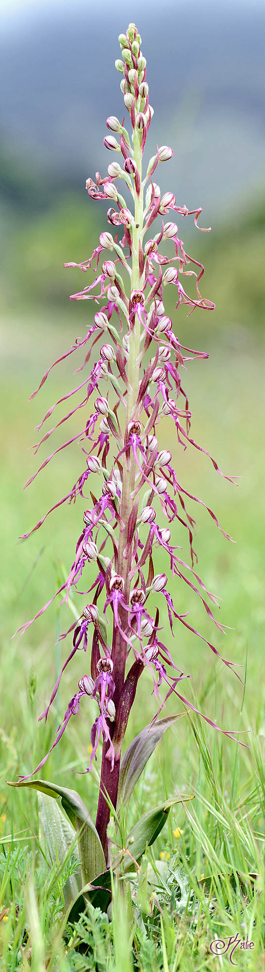 Himantoglossum adriaticum?